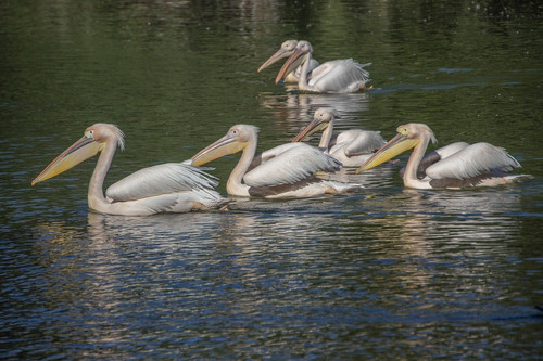 lancier pelicans 10146060 1280.jpg