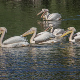 lancier pelicans 10146060 1280