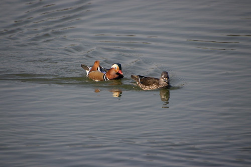 lancier mandarin duck 10193624 1280.jpg