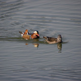 lancier mandarin duck 10193624 1280