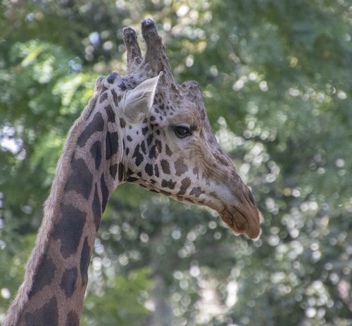 lancier giraffe 10158169 1280.jpg