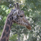 lancier giraffe 10158169 1280