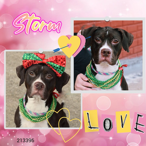 HExsSXaa4AEuUE ?format=png.png