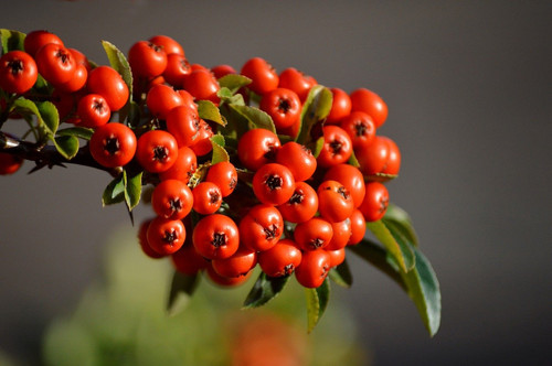 firethorn 10092643 1280.jpg