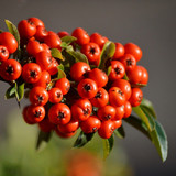 firethorn 10092643 1280