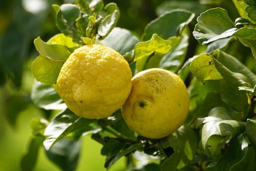 jhenning yellow 10182601 1280.jpg