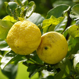 jhenning yellow 10182601 1280