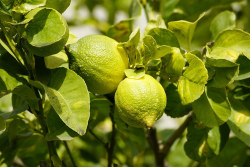 jhenning lemon tree 10171998 1280.jpg