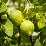 jhenning lemon tree 10171998 1280