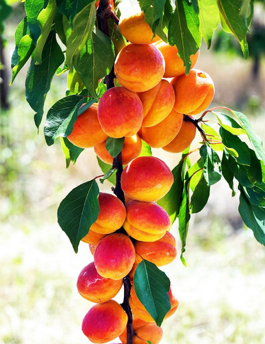 matthiasboeckel healthy 10184735 1280.jpg