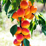 matthiasboeckel healthy 10184735 1280