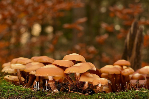 mushrooms 10082507 1280.jpg
