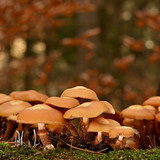 mushrooms 10082507 1280