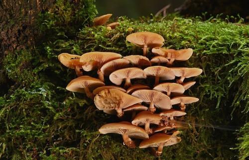 mushrooms 10082502 1280.jpg