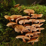 mushrooms 10082502 1280