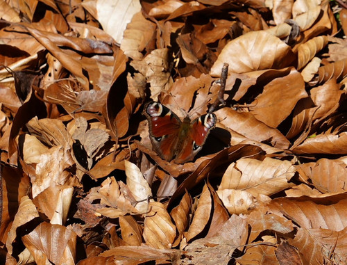 HFZRbsLa8AEwJ Q?format=jpg.jpg