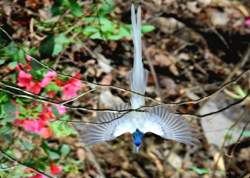 HFT QX b0AARqXF?format=jpg.jpg