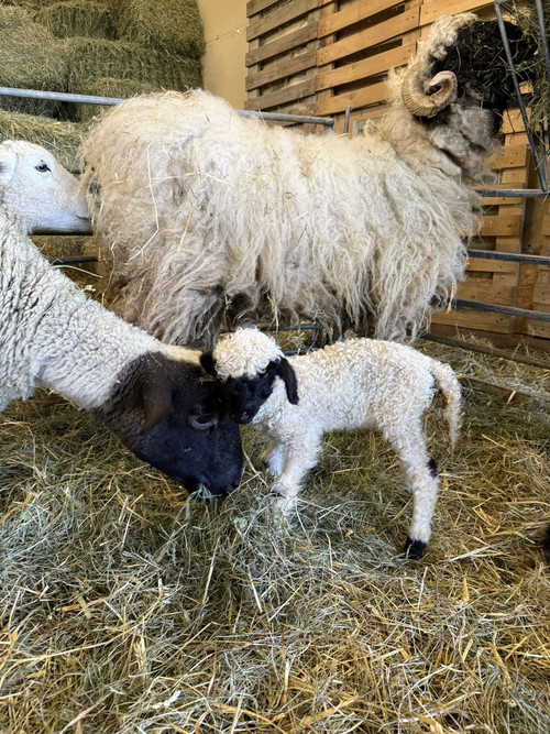 HFZUNJla8AA48 Q?format=jpg.jpg