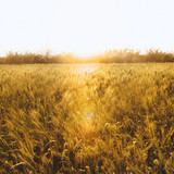 three shots wheat 4296108 1280