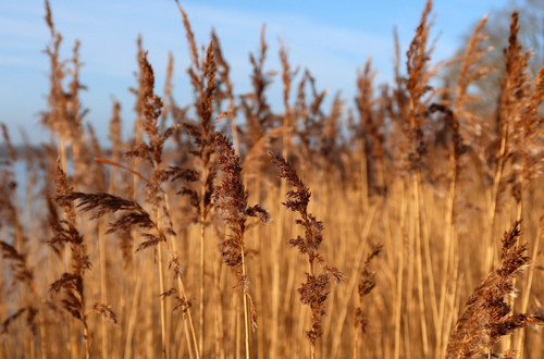reed grass 10094129 1280.jpg
