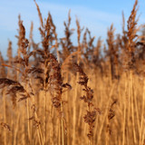 reed grass 10094129 1280