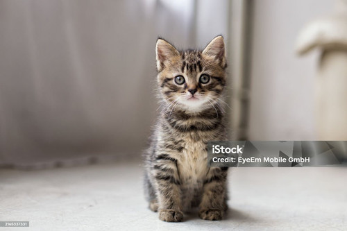 istockphoto 2165337331 1024x1024.jpg