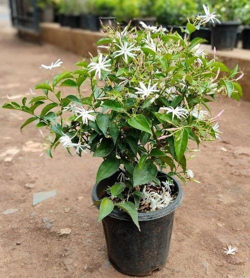 star jasmin kunda flowering plan.jpg