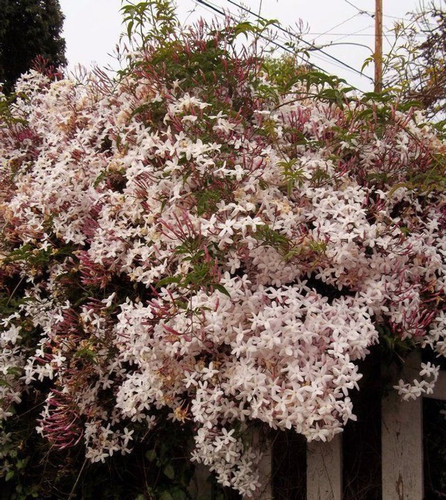 annual no no kundo u 1 pot sealo.jpg