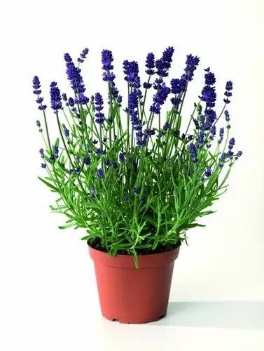 product jpeg 500x500.jpg