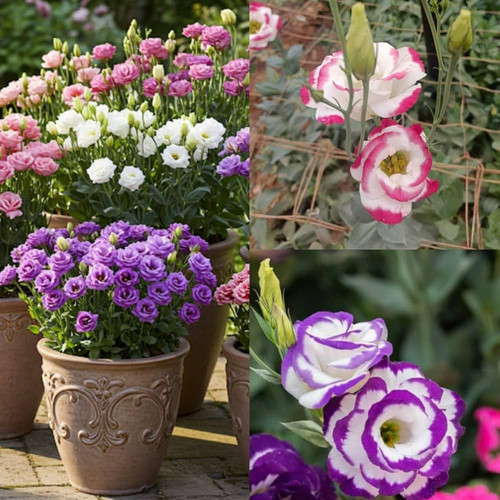 711hz5WUWPL. AC UF1000,1000 QL80 .jpg