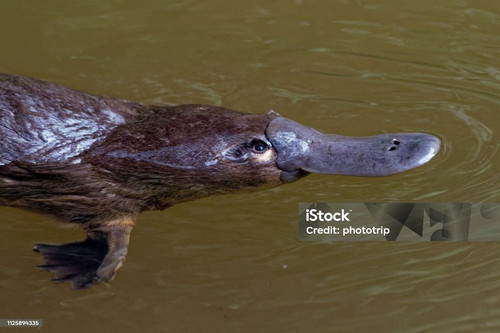 istockphoto 1125894335 1024x1024.jpg