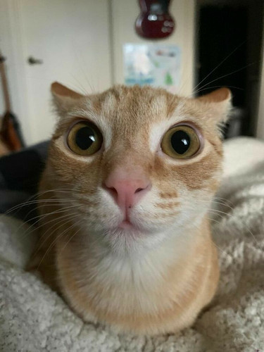 ZaxissCat.jpg