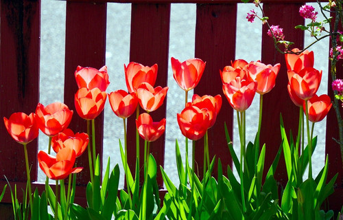 matthiasboeckel tulips 10208083 1280.jpg
