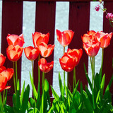 matthiasboeckel tulips 10208083 1280