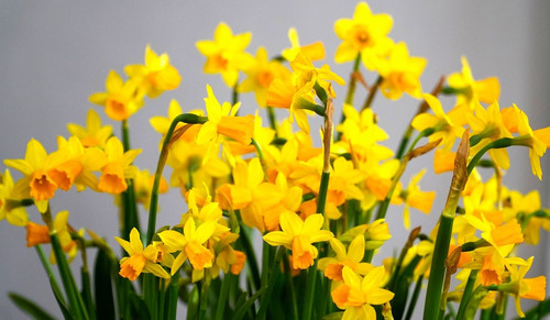 matthiasboeckel daffodils 10208201 1280.jpg