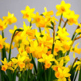 matthiasboeckel daffodils 10208201 1280