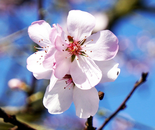 matthiasboeckel almond blossom 10167702 1280.jpg