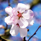 matthiasboeckel almond blossom 10167702 1280