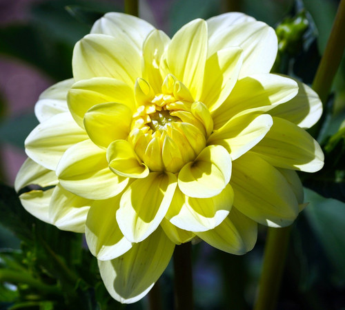 matthiasboeckel dahlia 10184584 1280.jpg