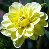 matthiasboeckel dahlia 10184584 1280