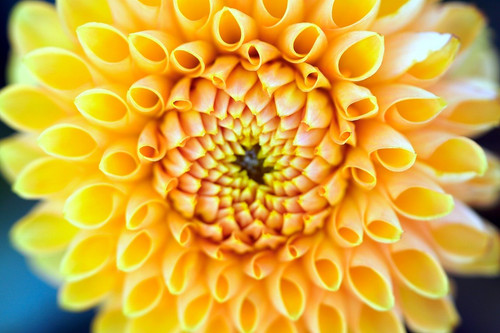 matthiasboeckel dahlia 10182708 1280.jpg