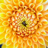 matthiasboeckel dahlia 10182708 1280