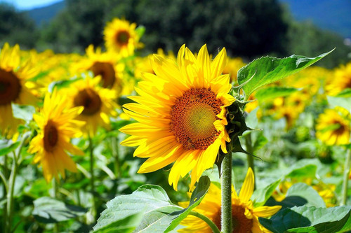 matthiasboeckel sunflowers 10184615 1280.jpg