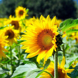 matthiasboeckel sunflowers 10184615 1280