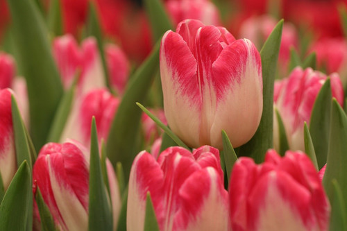 marjonhorn flowers 10166452 1280.jpg