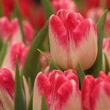 marjonhorn flowers 10166452 1280