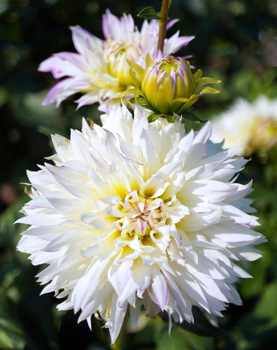 matthiasboeckel dahlia 10185237 1280.jpg