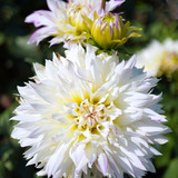 matthiasboeckel dahlia 10185237 1280