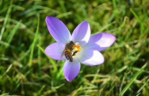 neelam279 bee 10146943 1280.jpg