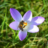 neelam279 bee 10146943 1280